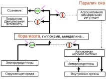 сънуваме