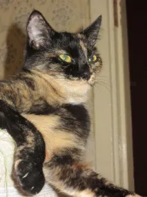 За що ми любимо котів мене