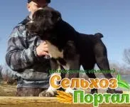 лузькому