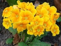 Жовті квіти види квітів жовтого кольору жовті