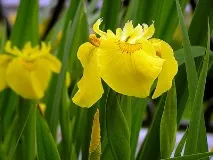 Жовті квіти види квітів жовтого кольору квіти