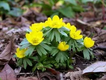 Жовті квіти види квітів жовтого кольору квіти