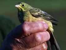 делікатесних