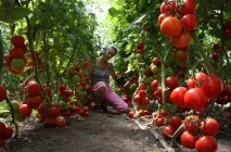 9 порад щодо догляду за помідорами в теплиці від агрономів щодо