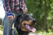 Animal-фітнес білоруска про те, як полюбила спорт та знайшла чоловіка завдяки собаці спорт