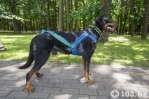 Animal-фітнес білоруска про те, як полюбила спорт та знайшла чоловіка завдяки собаці animal-фітнес