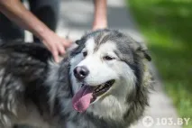 Animal-фітнес білоруска про те, як полюбила спорт та знайшла чоловіка завдяки собаці спорт