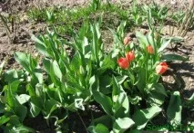 Квітневі роботи в саду, в квітнику, SovetyLI sovetyli