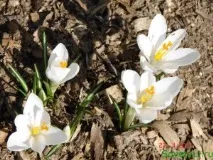 Квітневі роботи в саду, в квітнику, SovetyLI sovetyli
