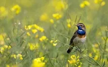 Варакушка: гарний птах, який живе в Україні який