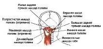 Саламба-Сарвангасана — Стійка на плечах з підтримкою саламба-сарвангасана