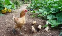 Бісквіт на окропі рецепт з покроковими фото окропі