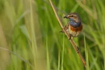 Варакушка: гарний птах, який живе в Україні живе