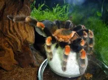 brachypelma