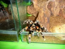 smithi