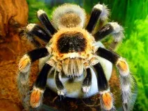 brachypelma