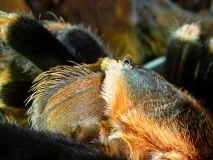 smithi