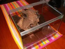 brachypelma