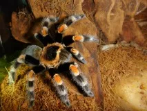 smithi