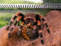 brachypelma