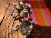 smithi