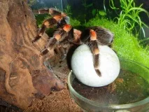 smithi