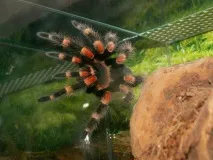 smithi