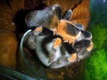 smithi