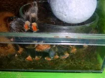 brachypelma
