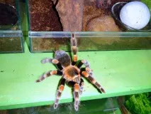 smithi