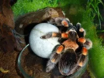 smithi
