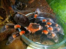 brachypelma