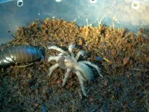 smithi