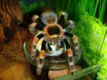 smithi