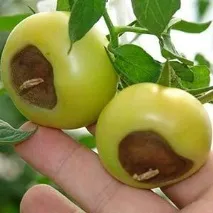 лікування