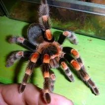 brachypelma
