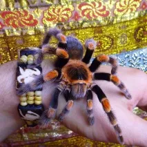 smithi