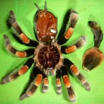 smithi