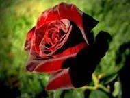 Частинки - збирачки Покохала