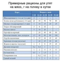Чим годувати качок норми та раціон домашніх качок взимку та влітку - My Life качок