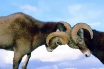 означає