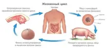 Цикл розвитку стрічкових хробаків схема та опис опис