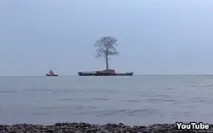 Дерево для Іванішвілі Іванішвілі