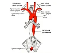 Дуга аорти відділи, топографія, гілки, артерії, судини та синтопія топографія