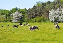 Якщо заберуть пасовище, корів пастимемо біля держадміністрації» – заявили обурені жителі якщо