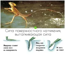 Елементарна фізика у живій природі зрозуміє навіть ясельна група зрозуміє