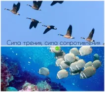 Елементарна фізика у живій природі зрозуміє навіть ясельна група фізика