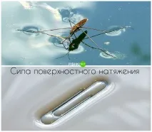 Елементарна фізика у живій природі зрозуміє навіть ясельна група природі