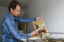 Де в Томській області живуть породисті бджоли бджоли