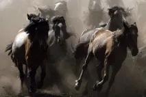 Геном коня більше собачого, але менше людського геном